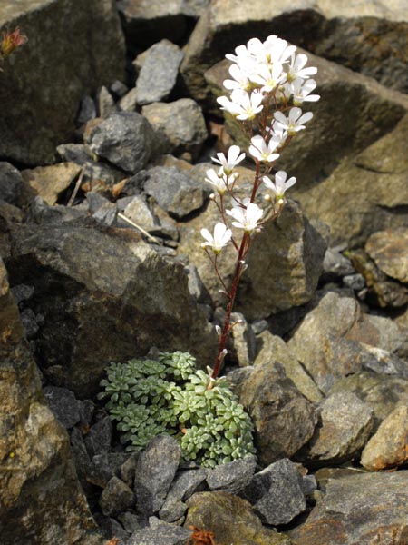 Saxifraga cochlearis 'Minor'